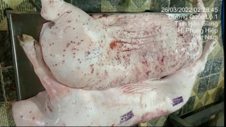 Sóc Trăng đề nghị Hậu Giang phối hợp xác minh vụ thịt heo nghi không sạch