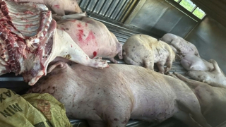 Quảng Trị phát hiện nhiều heo chết được đưa đến cơ sở giết mổ