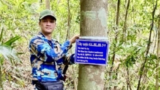 Đi tìm “cây trội” giữa đại ngàn rừng Đakrông