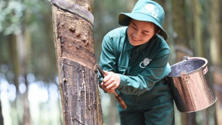 Tập đoàn Công nghiệp Cao su Việt Nam: Tăng tốc phát triển, tối ưu nguồn lực