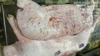 Chính thức đề nghị Bộ Công an vào cuộc vụ Công ty C.P. bị tố bán lợn bệnh