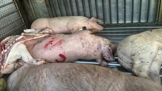 Tăng cường kiểm tra đột xuất các cơ sở giết mổ