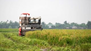 Hải Dương thu hoạch lúa đông xuân ở huyện đầu tiên