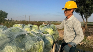 Hải Dương thực hiện 14 liên kết trong sản xuất nông nghiệp