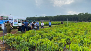 Sáng mãi truyền thống Cao su Đồng Nai anh hùng