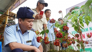 Chuyện những người soi… sâm!