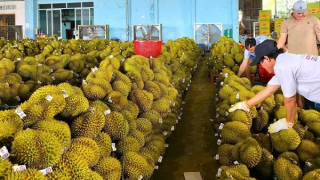 Giải pháp nào để “cứu” xuất khẩu sầu riêng?