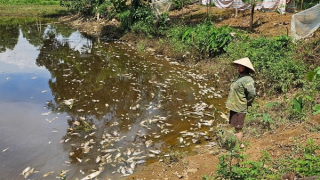Người dân tập trung tố trại lợn nhiều lần gây ô nhiễm môi trường