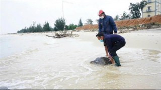 "Cuộc chiến" bảo tồn biển đảo Cồn Cỏ