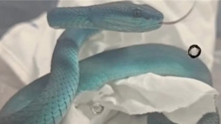 Rắn độc đi… máy bay