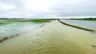 Hơn 12 nghìn hécta lúa, rau màu chìm ngập trong biển nước