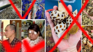 Khởi tố cặp vợ chồng “chốt đơn” hải sản ảo