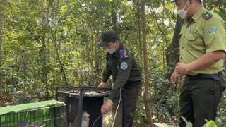 Máu động vật hoang dã vẫn chảy