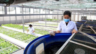 Vĩnh Phúc đẩy mạnh liên kết chuỗi, nâng tầm giá trị nông sản