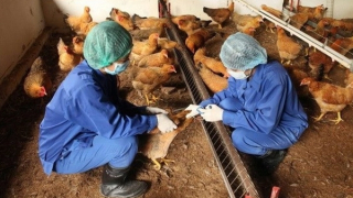 Tỷ lệ tiêm vaccine trong chăn nuôi gia súc, gia cầm còn hạn chế