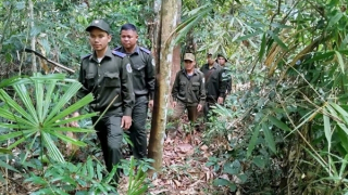 Tháo gỡ 270 bẫy dây trong lâm phận Ban Quản lý rừng phòng hộ Nam Giang