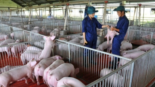 Người chăn nuôi chưa đặt niềm tin vào vaccine