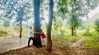 Mang rừng về lại bản