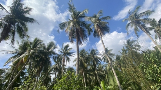 Ngành dừa Bến Tre: Vượt rào cản, tìm lối đi xanh