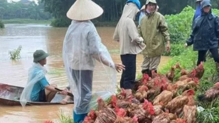 Khuyến cáo người dân vùng lũ không sử dụng gia súc, gia cầm chết làm thức ăn