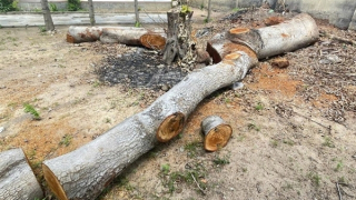 Hàng loạt cây cổ thụ tại một phường bị cưa bán trước ngày sáp nhập