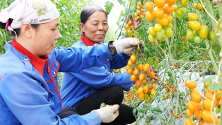 Từ 1/7 sẽ tiến hành tổng điều tra nông thôn, nông nghiệp