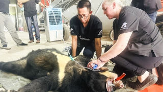 Một cuộc cứu hộ gấu