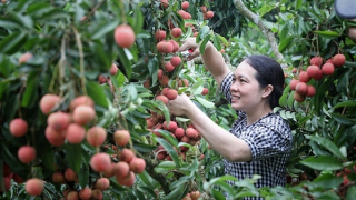 Cơ hội nào để trái cây Việt Nam vươn xa trên thị trường quốc tế?