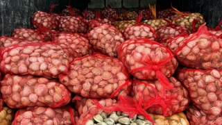 Phát hiện hàng chục tấn nhuyễn thể nghi nhập lậu