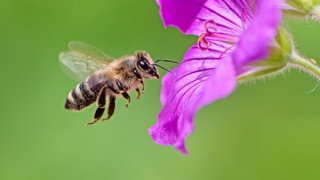 Tỉ phú Ấn Độ qua đời nghi do nuốt phải ong