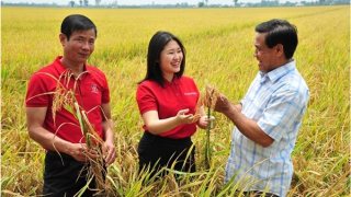 Agribank ký kết quy chế phối hợp triển khai cho vay liên kết lúa gạo, phát thải thấp vùng ĐBSCL