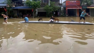 Lên phương án bảo vệ các đê điều xung yếu