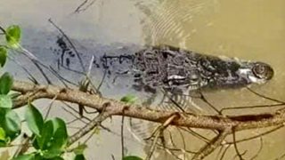 Người dân lo lắng vì phát hiện cá sấu xuất hiện trên sông Lò Gạch