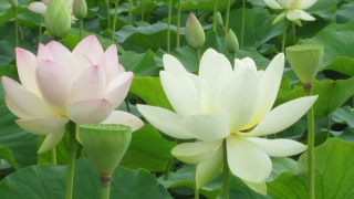 Đi vào thơ - tự mình lưu đày cùng chữ nghĩa