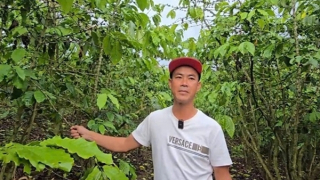 Sau bón phân, hơn 5,5ha cà phê rụng quả, chết cành bất thường