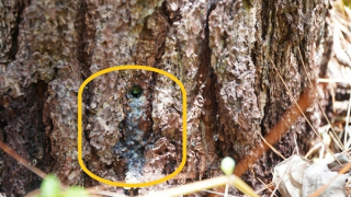 Nhiều cây rừng thông hàng chục năm tuổi bị… bức tử bằng hóa chất