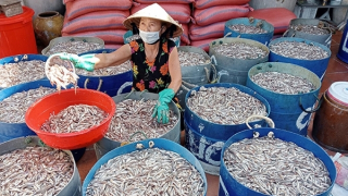 Khát vọng màu cánh gián