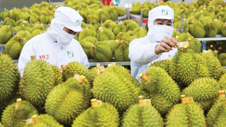 Không có chuyện các công ty ngừng thu mua sầu riêng