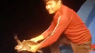 Ngư dân Gia Lai đưa 663 rùa biển quý hiếm về đại dương