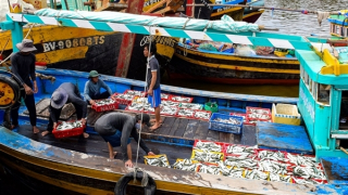 Mùa cá Nam - mùa của những giấc mơ trăm dặm biển khơi