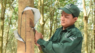 Cao su Đồng Nai - biểu tượng phát triển bền vững của ngành Cao su Việt Nam