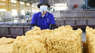 Cao su Bà Rịa: Phát triển xanh hướng đến nông nghiệp thông minh