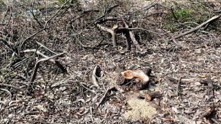 Xót xa hơn 2,5ha rừng phòng hộ ven biển bị cưa hạ