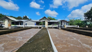 Cao su Phước Hòa với hành trình “xanh hóa” chuỗi giá trị