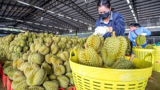 Xuất khẩu tiếp tục là động lực chính thúc đẩy tăng trưởng kinh tế