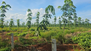 Công ty Cao su Bình Long phát huy truyền thống anh hùng trong sản xuất, kinh doanh