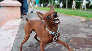 Nhiều người tử vong vì bệnh dại do không tiêm vaccine