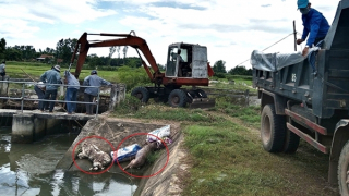 Ô nhiễm nghiêm trọng vì xác lợn chết vứt bừa xuống kênh mương