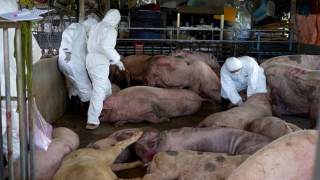 Quảng Ngãi: Phát hiện cơ sở thu mua lợn bị dịch tả để bán ra thị trường
