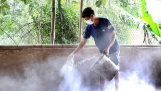 Thủ tướng chỉ đạo triển khai quyết liệt phòng chống dịch tả lợn châu Phi